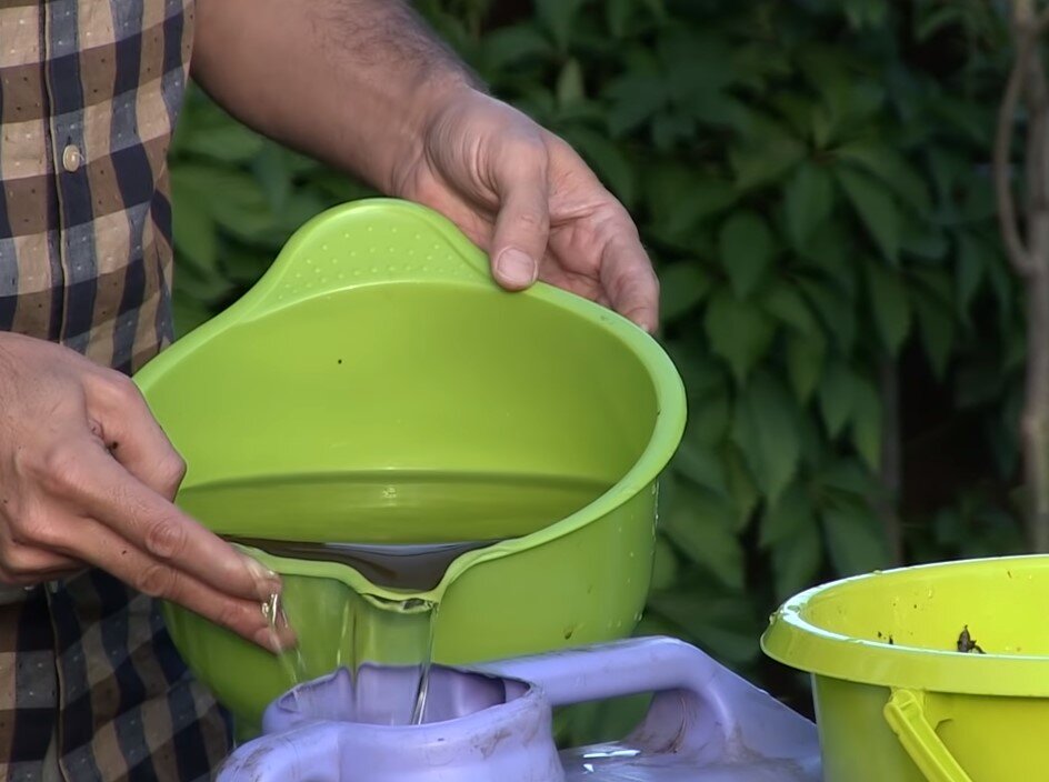 Процесс приготовления настоя из хвои