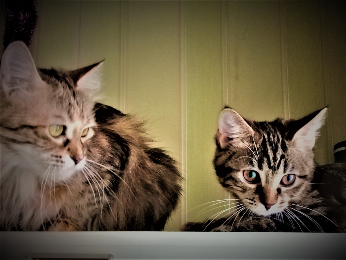 Фото моих кошариков. Личный архив.