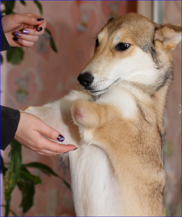 Фото из группы ВК Приют для животных «Преданные сердца»