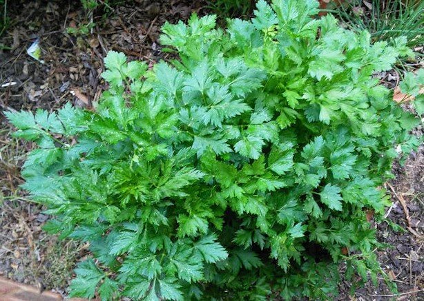 фото из google картинок, для иллюстрации