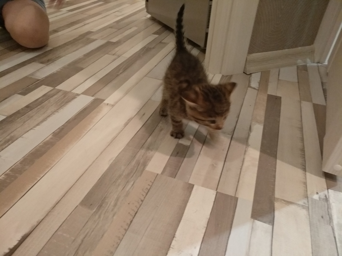 Он был очень агрессивным. Я даже боялся ходить по квартире (т.к. он него можно было запросто отхватить). Владельцы котов явно это знают. Кот выпрыгивает из-за угла, хватает передними лапами тебя за ногу, а задними начинает «бежать». После этого на ноге появляется прекрасный узор.