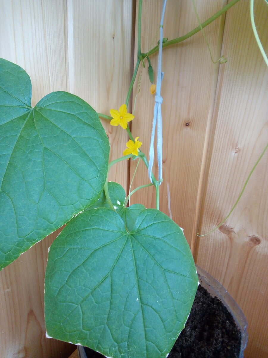 Заботы огородника