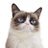 Grumpy Cat✔@RealGrumpyCatSome days are grumpier than others...
212 тыс.14:00 - 17 мая 2019 г.