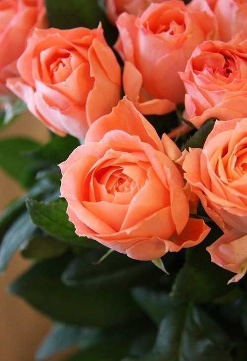 Одних букетов нужно купить больше 10 штук *фото из личного архива *