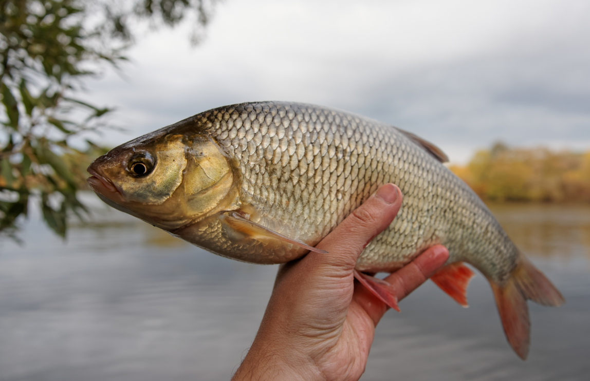 Язь ловится на любую снасть