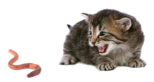 Симптомы и лечение глистов у кошки. | Лапа помощи | Дзен
