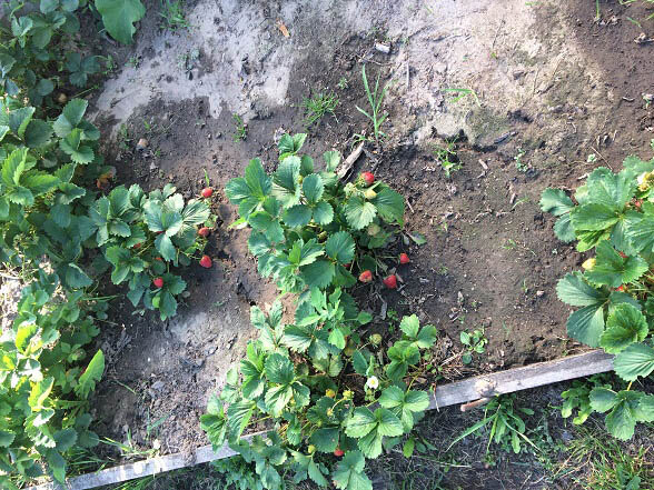 На фото та самая клубника, из которой буду делать коктейль