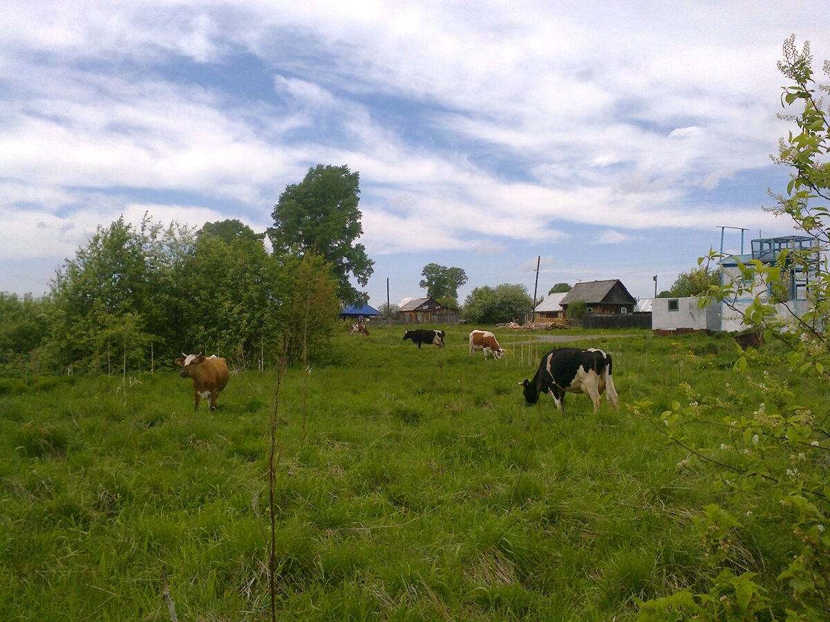 Фото деревни жуки