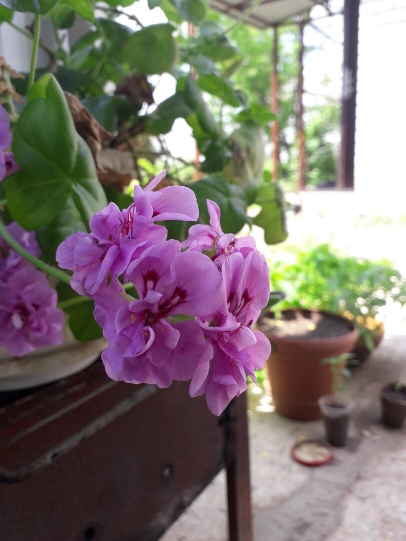 Моя любимая ампельная