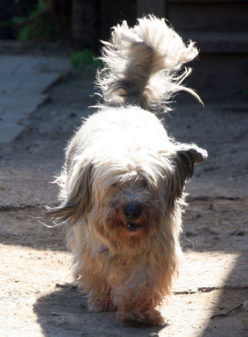 Собака Финик из Банды Дворян
