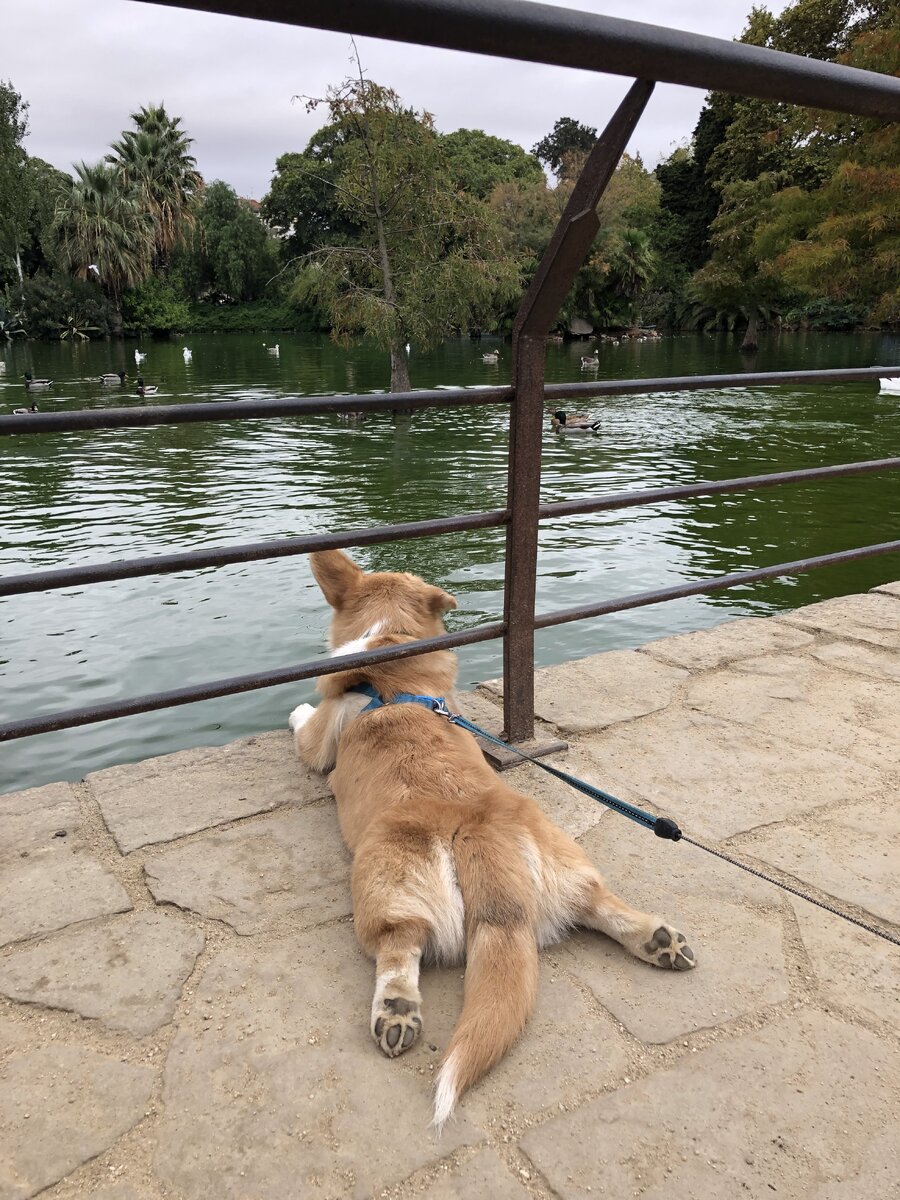 Наша собака