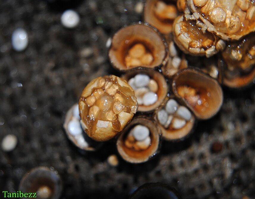 Бокальчик гладкий / Crucibulum laeve