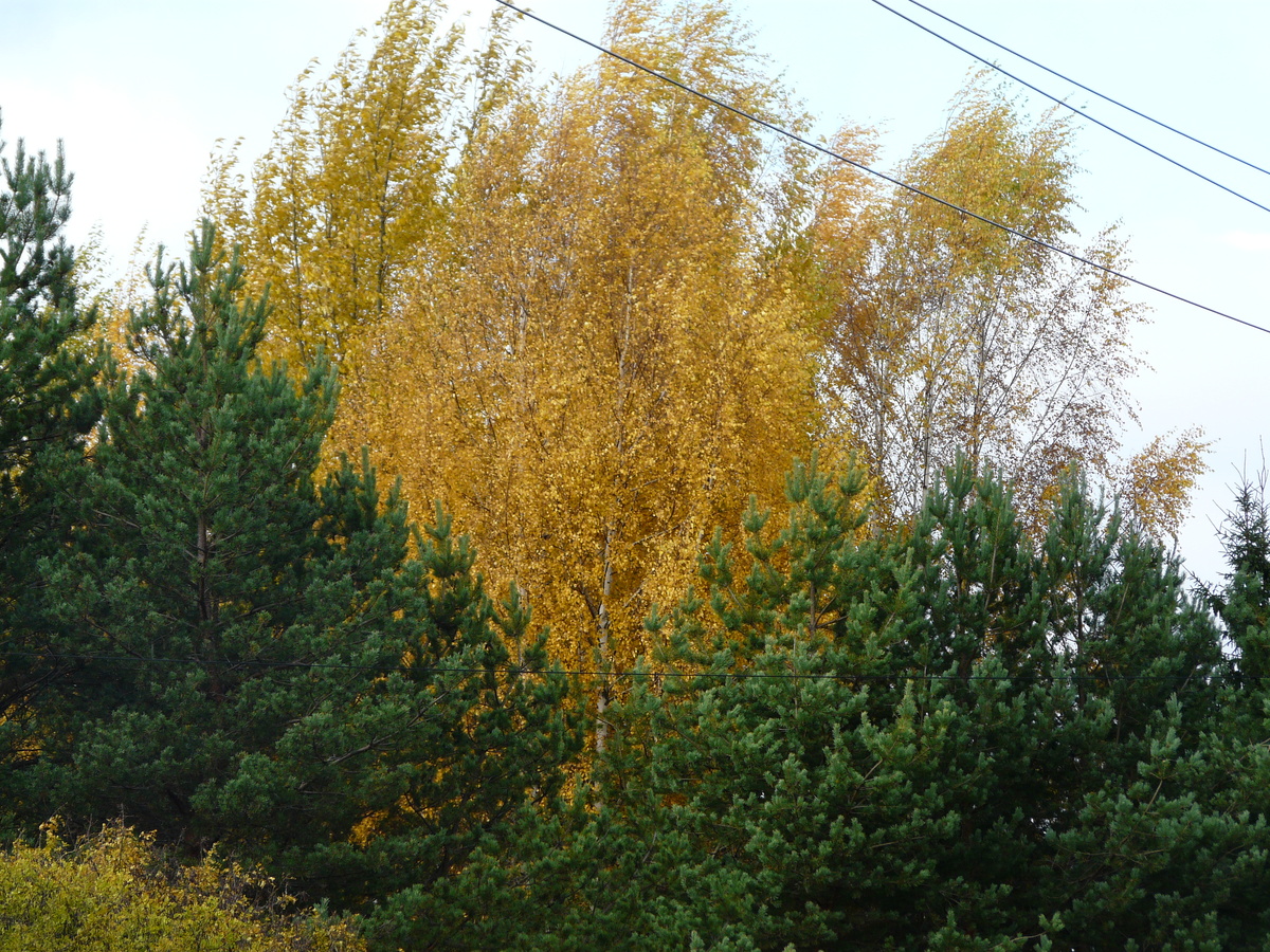 Удивительные осенние краски.