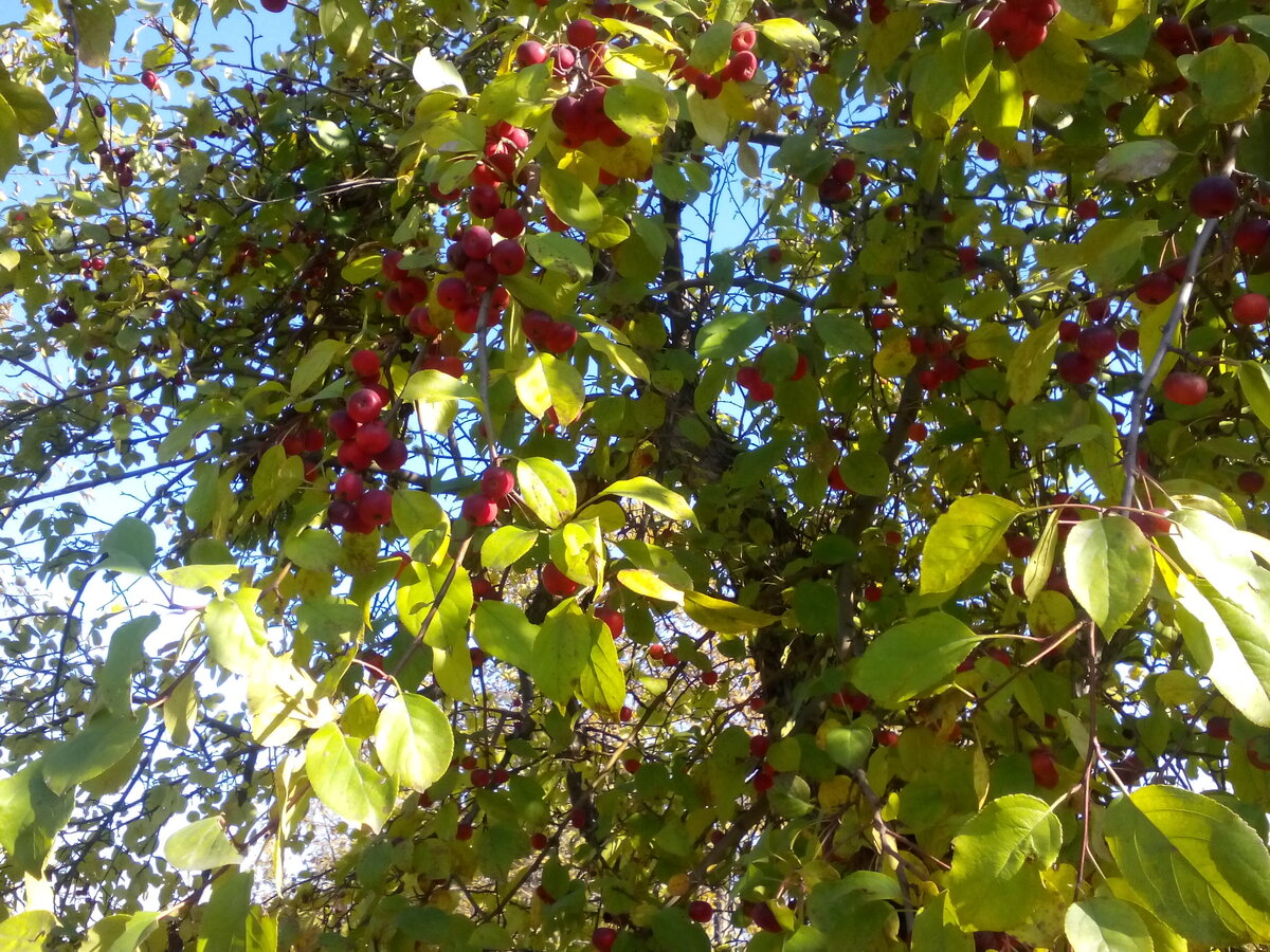 г. Новокузнецк. Верхняя колония. Яблоня в заброшенном саду. Фото из личного фотоархива