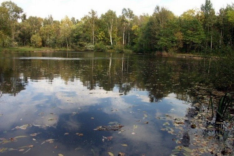 Комсомольский на Амуре заповедник животные