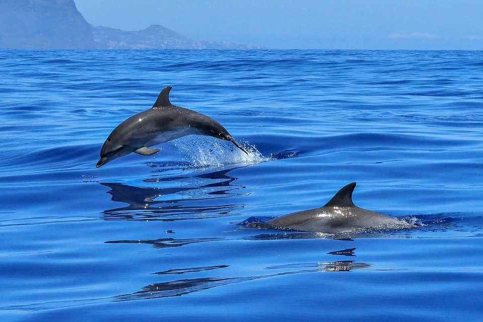 https://cdn.pixabay.com/photo/2017/08/29/01/13/dolphin-2691864_960_720.jpg