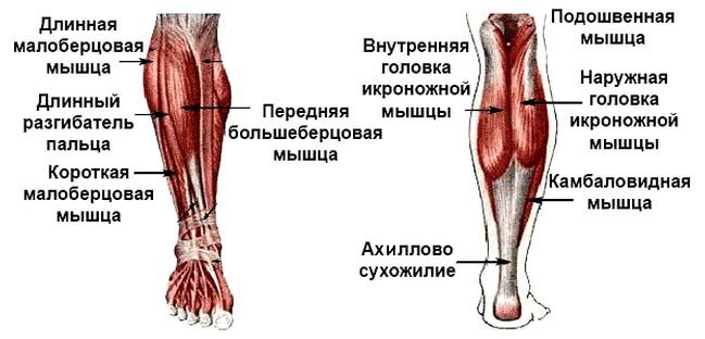 Камбаловидная мышца икроножная мышца ахиллово сухожилие