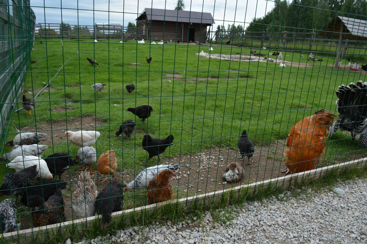 Курочки разных пород