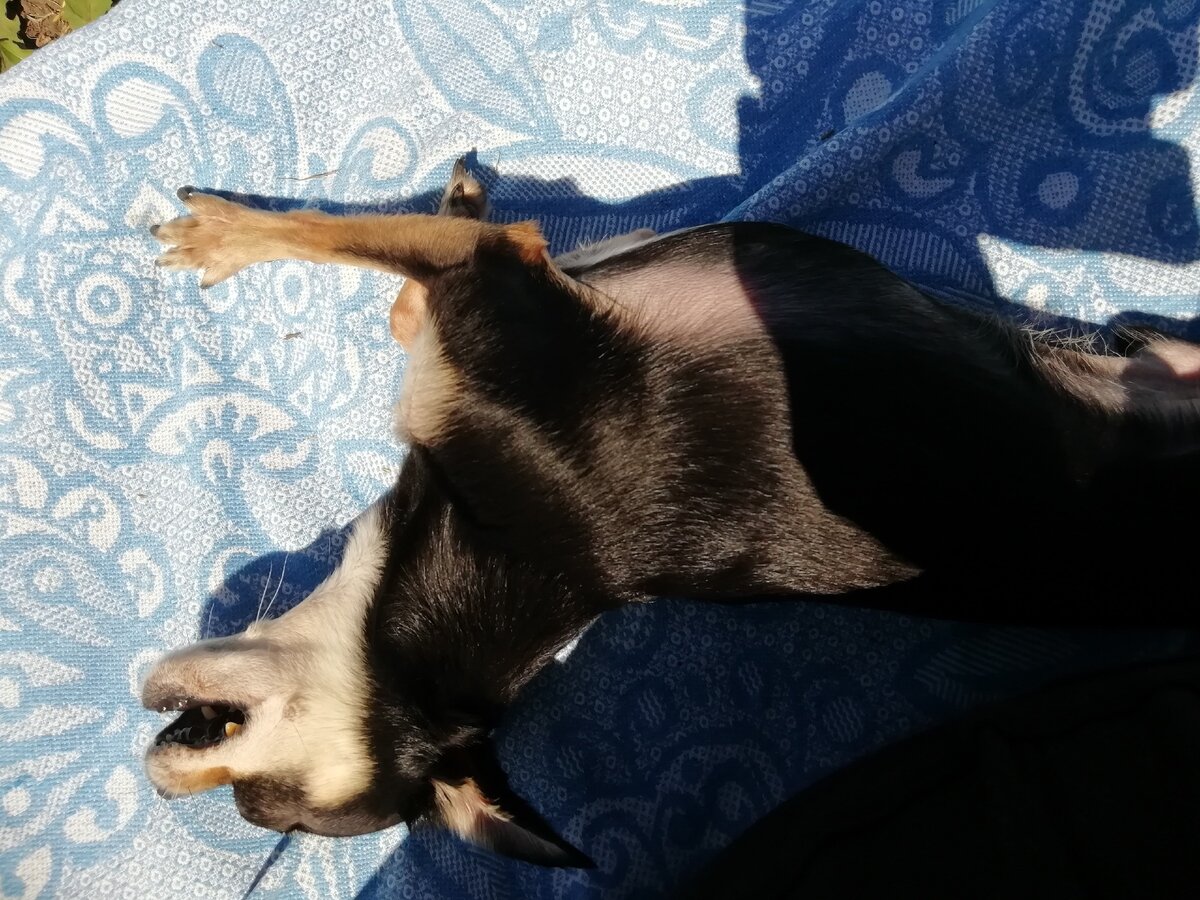 Кажется, что у него агония, но нет. Просто на даче загорает. 