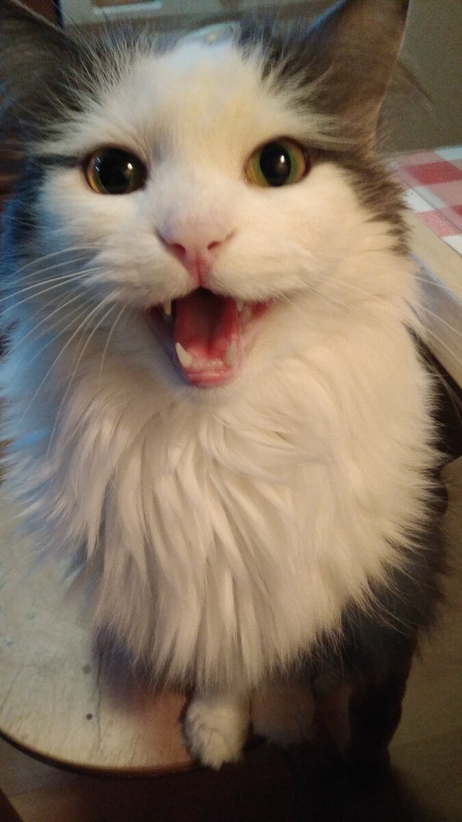 Мяяяяааау!