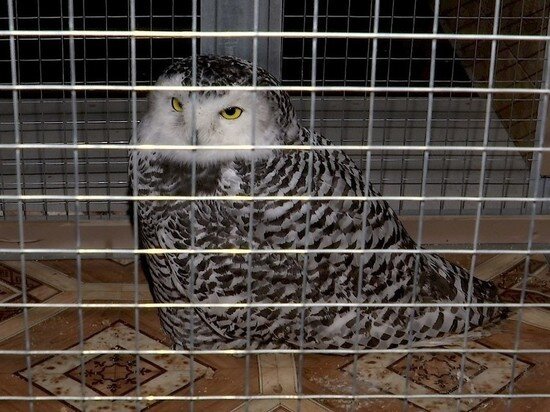 Фото: Ноябрьск 24 