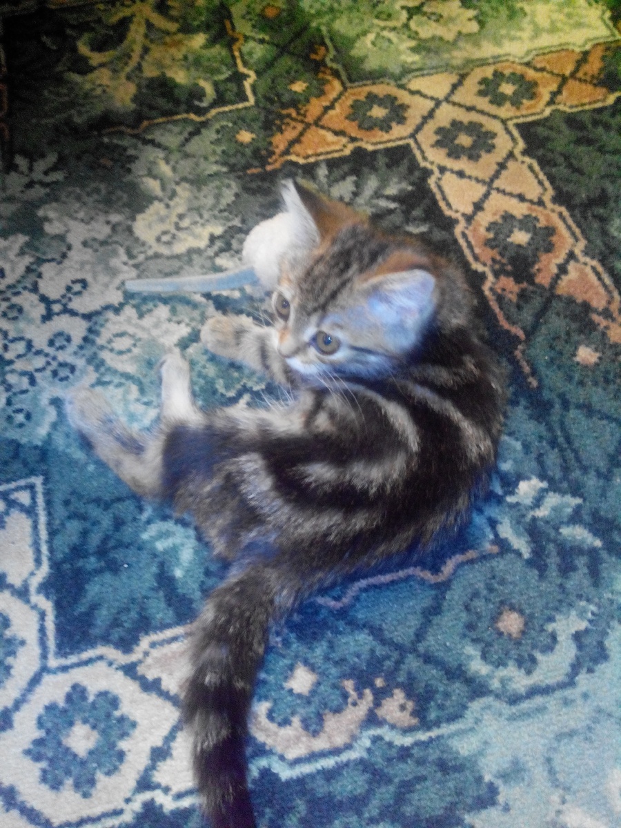 Между второй и третьей прививкой