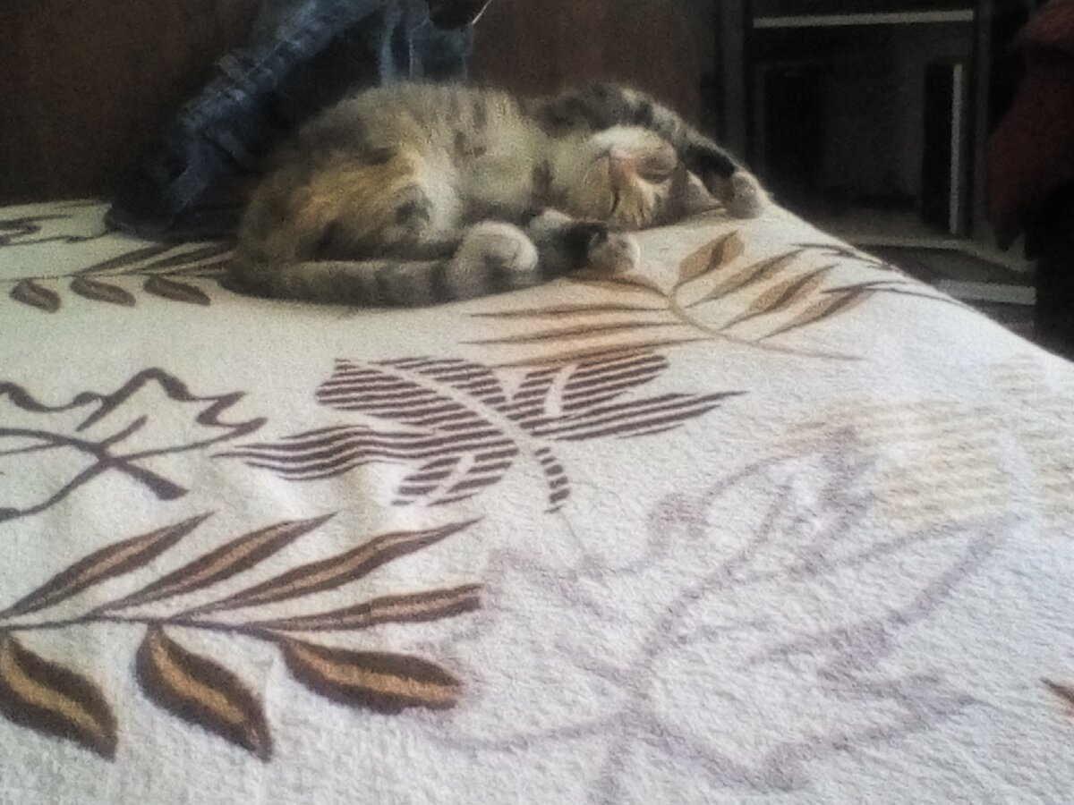 Всем своим видом говорит: "забей на работу-валяйся рядом. Суббота же!")))