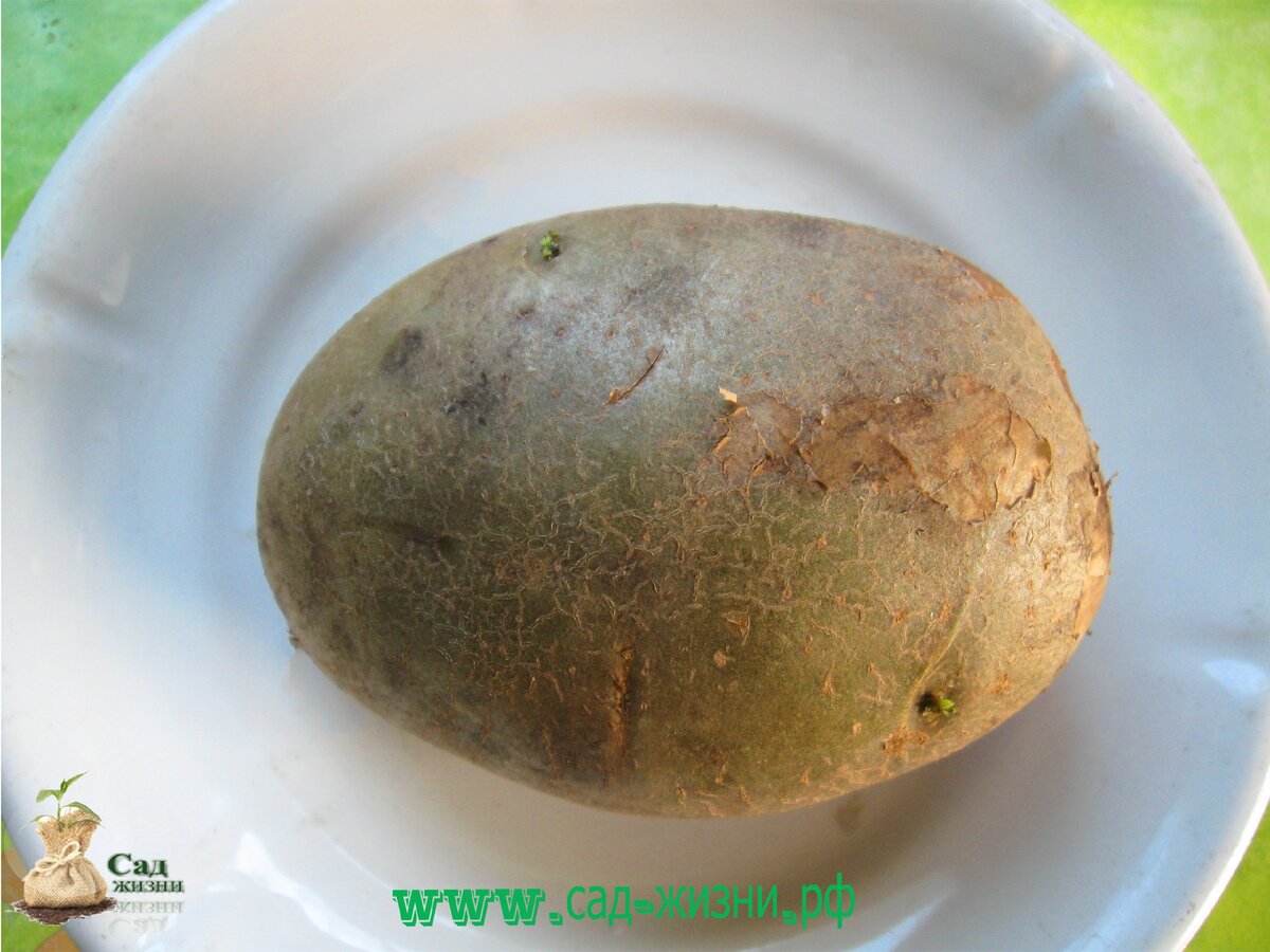 Можно безошибочно определить визуально, что картофель зазеленел. Зеленый слой просвечивает через кожуру.