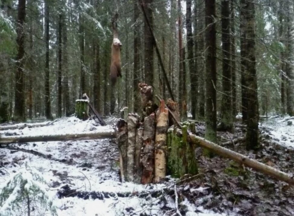 Самодельная ловушка для охоты на соболя