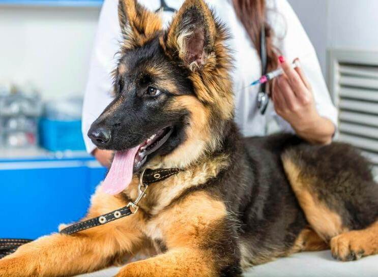 вакцинация собак