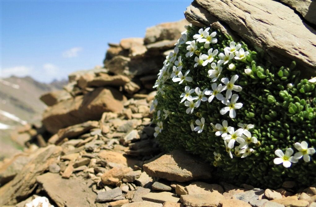 Проломник в природе. Источник фото: Яндекс картинки.