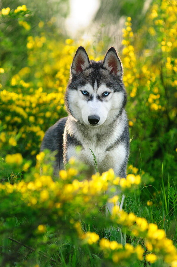 Хаски 
http://www.fotooboi.ru/upload/iblock/7e5/7e59abda760b31f8cb121dcc0ee7fa99.jpg