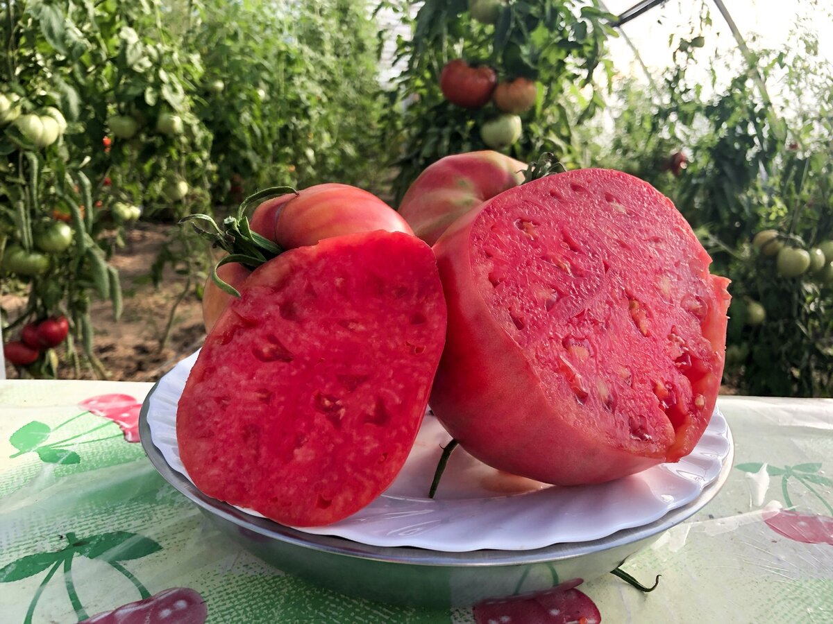 Алтайский сахарный томат фото