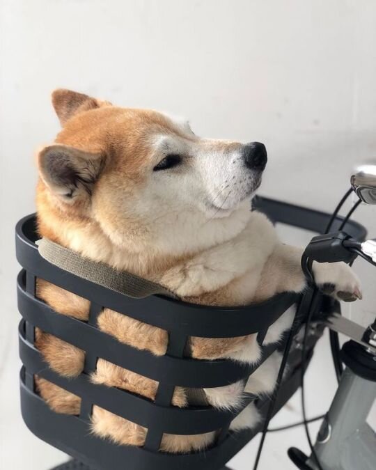 С удовольствием бы поменял эйрподсы на этого пирожочка. Чтобы было, кому воды поднести