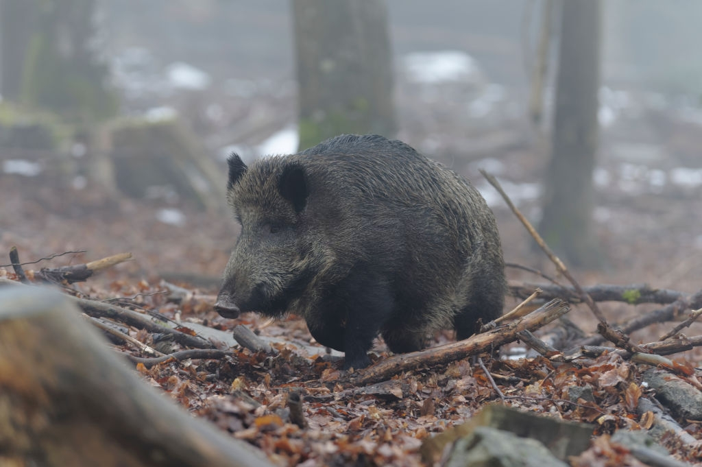 Cinghiale автомобиль