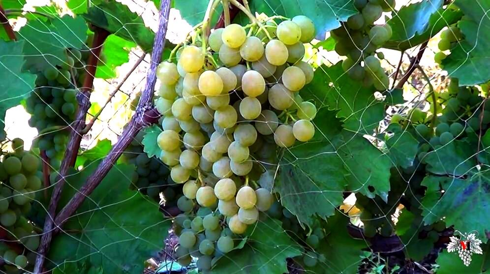Как правило, больше всего обычных людей интересует материальная составляющая в вопросе виноградарства.