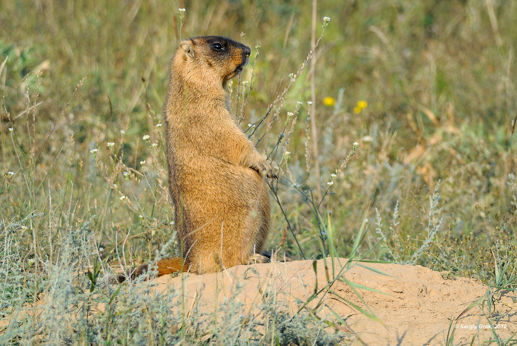 Сурок-Байбак. Степной сурок Байбак. Сурок Степной, Байбак (Marmota Bobak). Сурок Байбак Европейский. Кто такой байбак