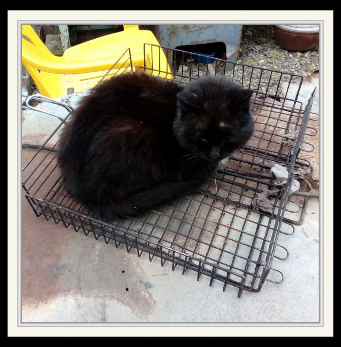 Это фото сделала я, Галина. Кот выпрашивает шашлык.