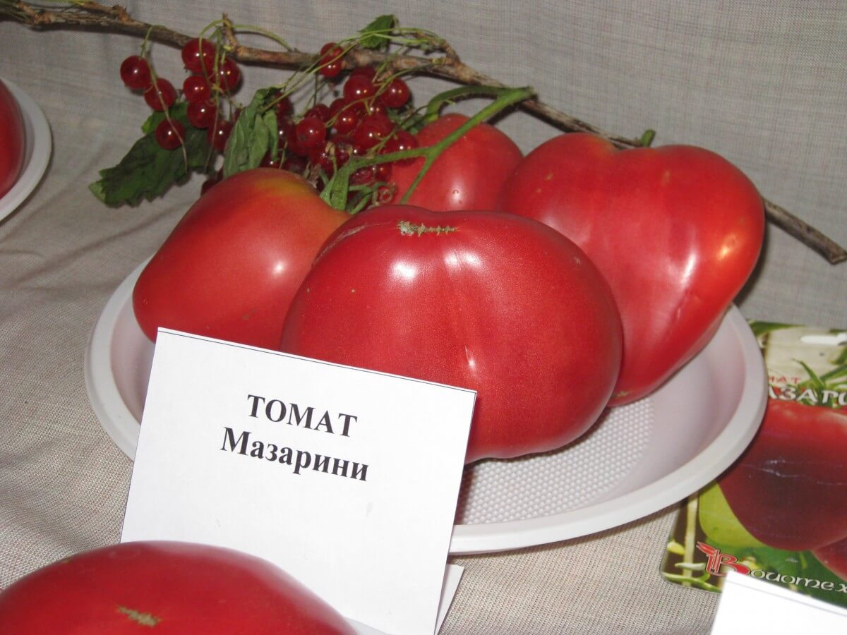 Томат мазарини отзывы фото урожайность