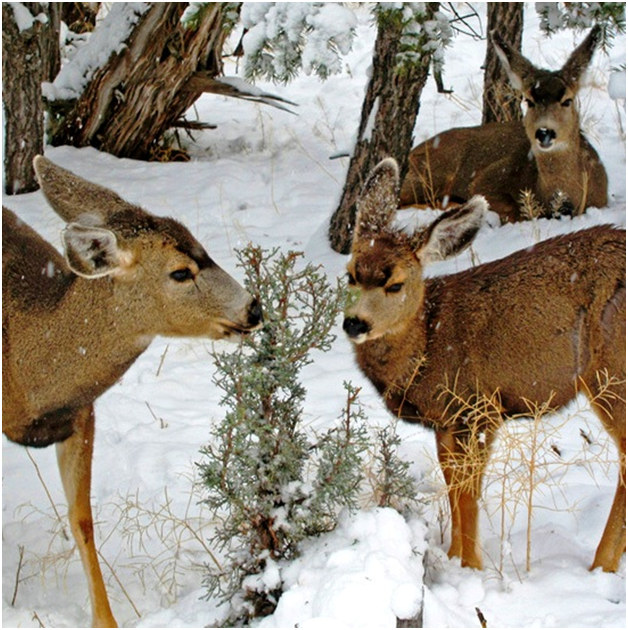 Из открытых всем источников 
