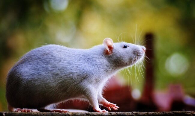 взято с интернета