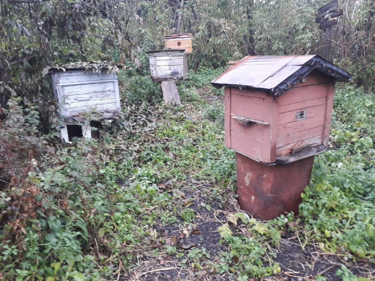 Ульи в "осенних красках."