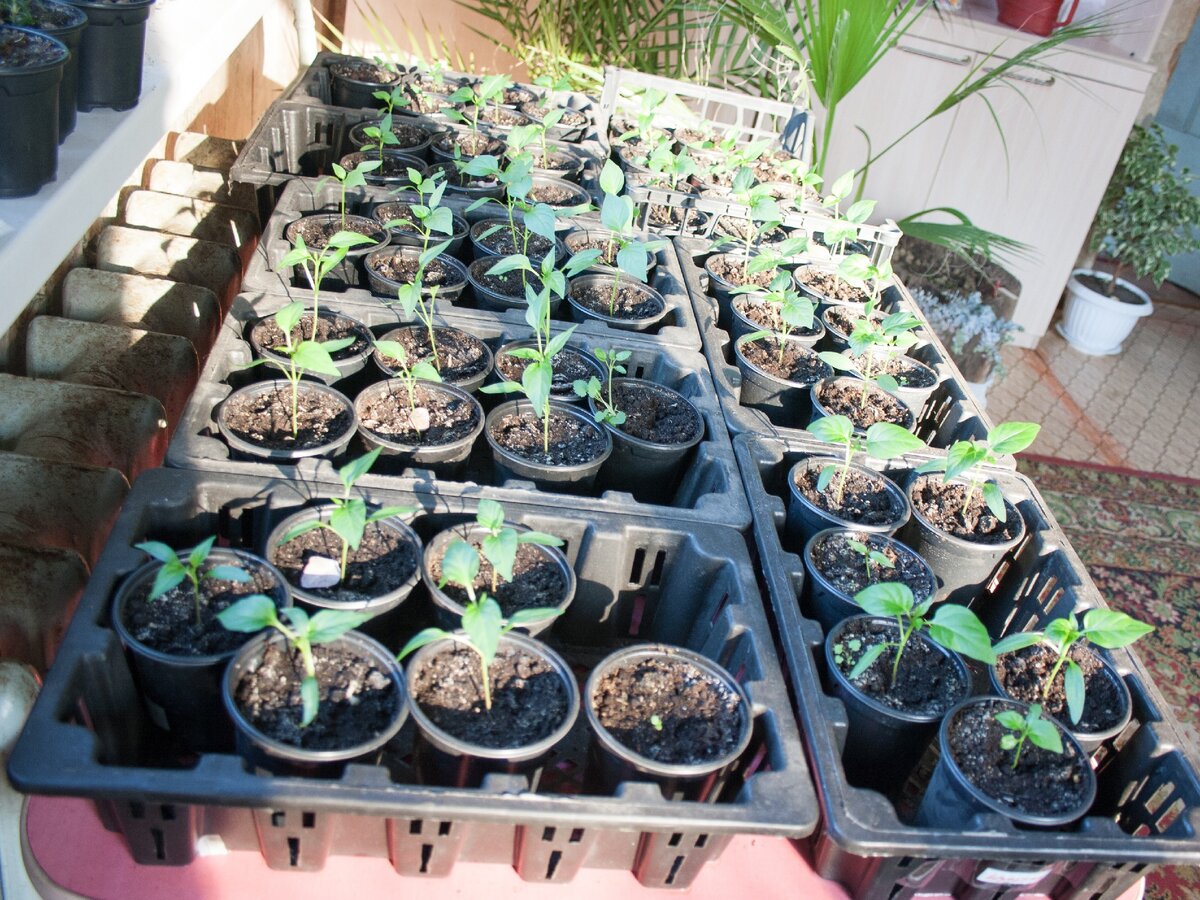 Рассада дома подрастает