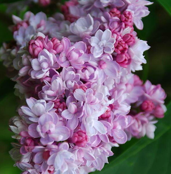 Бель де Нанси, Красавица Нанта - Шедевр Виктора Лемуана