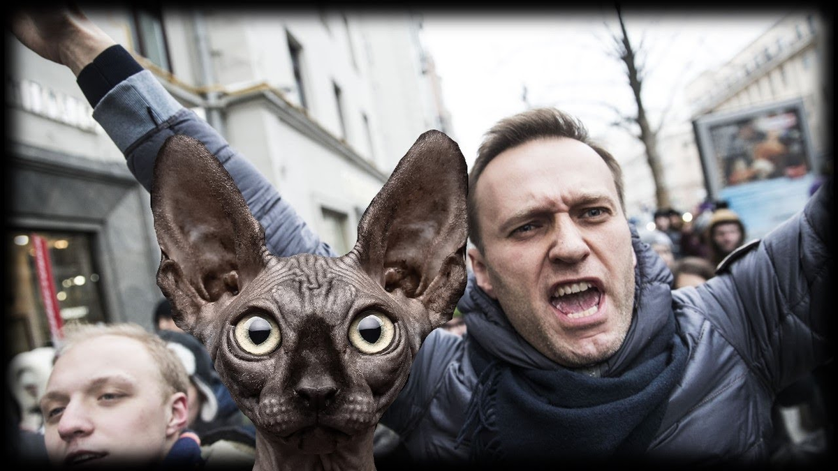 Кот Костян. Навальный с котом. Коты на митинге. Блоггер кот Костян. Озвучить жителя