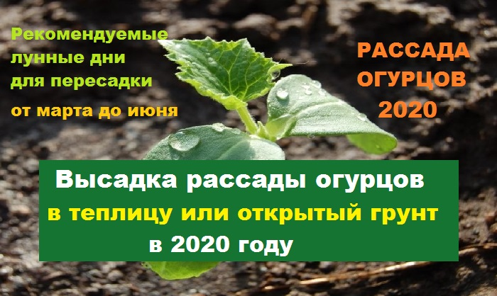 Когда можно садить огурцы на рассаду. Огурцы высадка рассады в теплицу. Рассада огурцов для открытого грунта. Теплица огурец рассада. Когда сажать огурцы в теплицу.