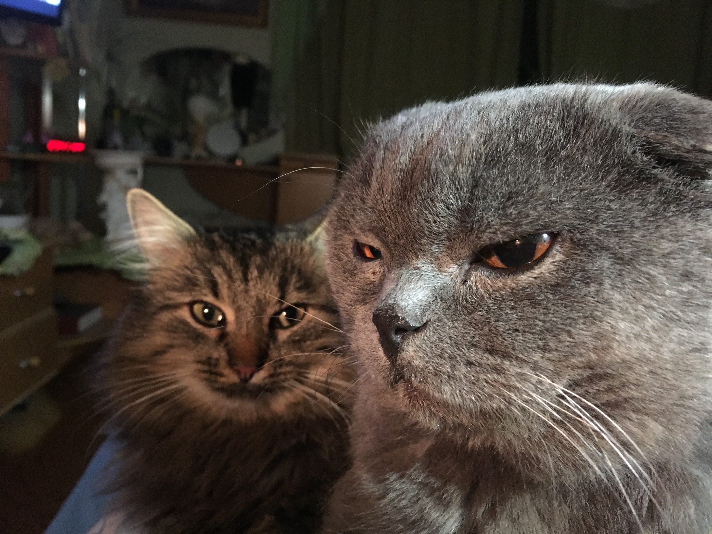 Уважаемые коты : Васька и Тихон