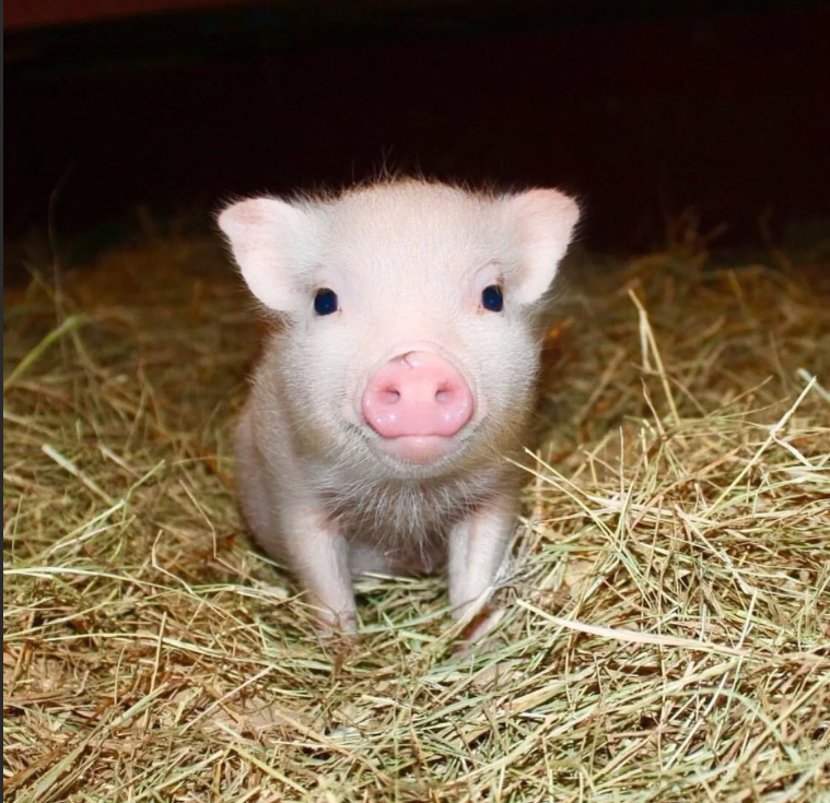 Фунтик. Ну разве не прелесть?