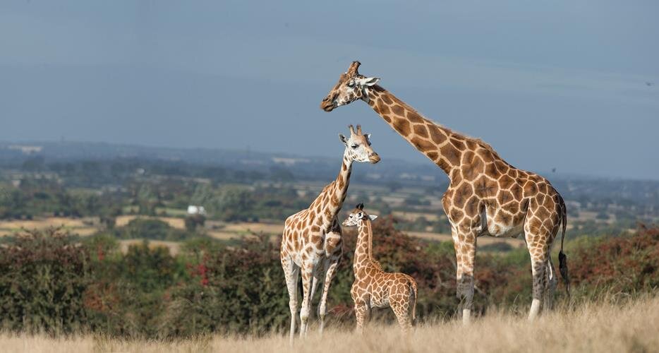 Отель Port Lympne и заповедник Giraffe