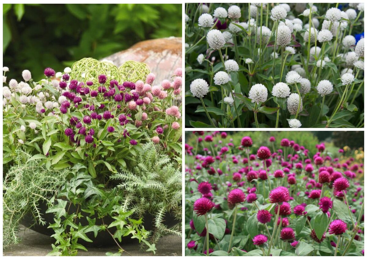 Гомфрена шаровидная